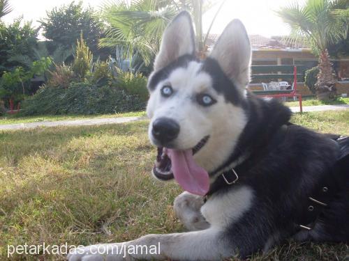 mavİ Dişi Sibirya Kurdu (Husky)