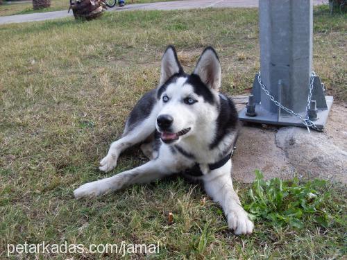 mavİ Dişi Sibirya Kurdu (Husky)