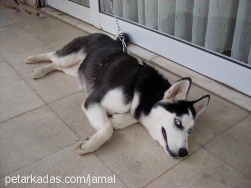 mavİ Dişi Sibirya Kurdu (Husky)