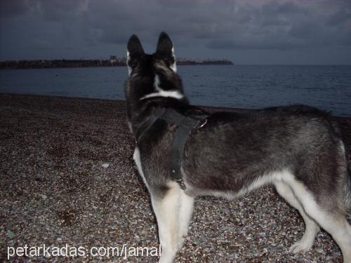 mavİ Dişi Sibirya Kurdu (Husky)