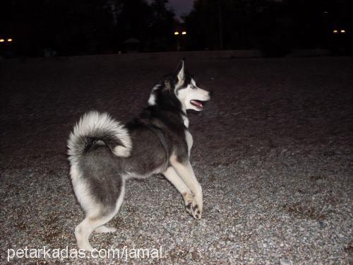 mavİ Dişi Sibirya Kurdu (Husky)