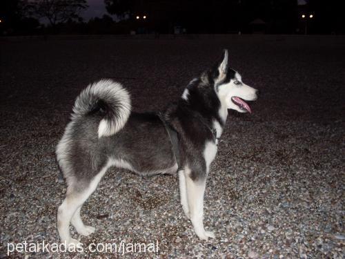 mavİ Dişi Sibirya Kurdu (Husky)