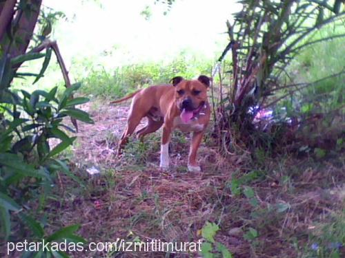 maço Erkek Amerikan Staffordshire Terrier