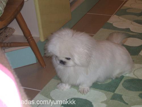 yumak Erkek Pekingese