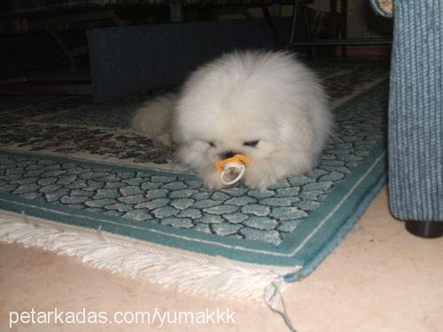 yumak Erkek Pekingese