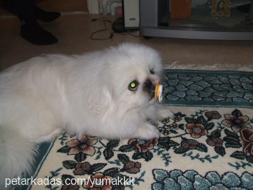 yumak Erkek Pekingese