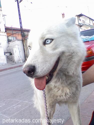 beyaz Erkek Sibirya Kurdu (Husky)