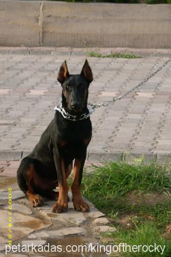 rocky Erkek Doberman Pinscher