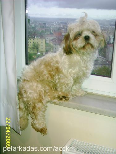 ceku Dişi Shih-Tzu