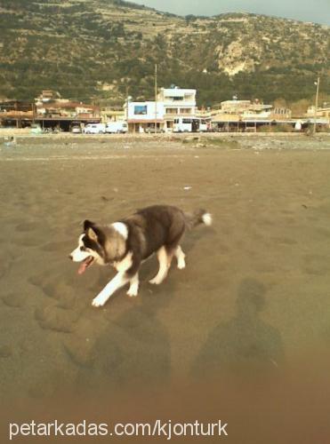 barb Erkek Sibirya Kurdu (Husky)