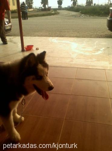 barb Erkek Sibirya Kurdu (Husky)