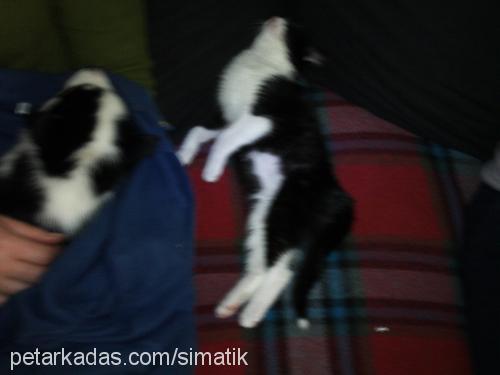 sahika Dişi Tekir Kedi