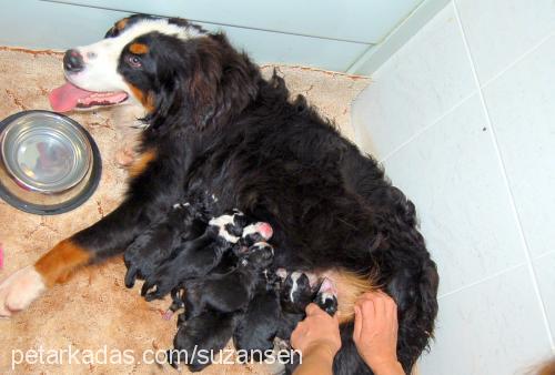 bambam Dişi Bernese Dağ Köpeği