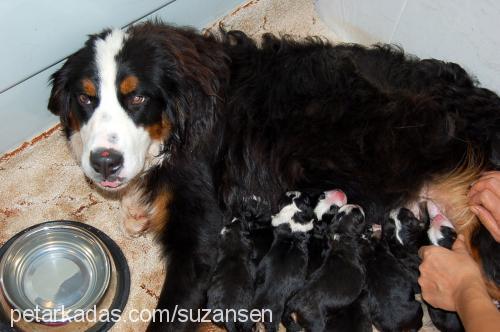 bambam Dişi Bernese Dağ Köpeği