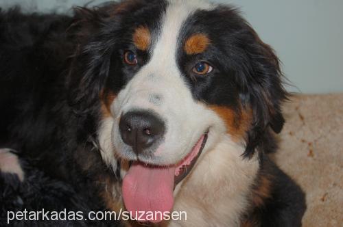 bambam Dişi Bernese Dağ Köpeği