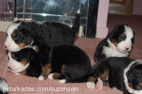 bambam Dişi Bernese Dağ Köpeği