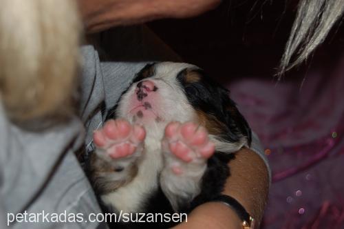 bambam Dişi Bernese Dağ Köpeği