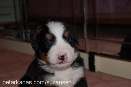 bambam Dişi Bernese Dağ Köpeği