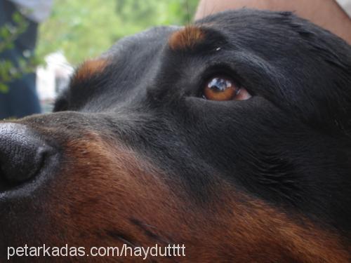 haydut Erkek Rottweiler