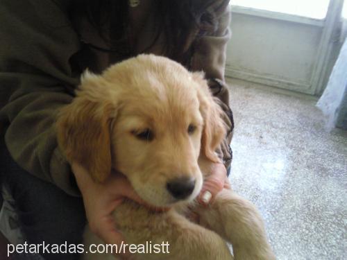 paşanın2.sıpası Erkek Golden Retriever