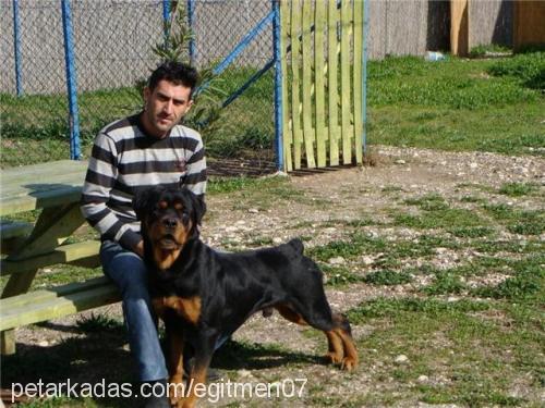 çaki Erkek Rottweiler