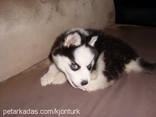 barb Erkek Sibirya Kurdu (Husky)