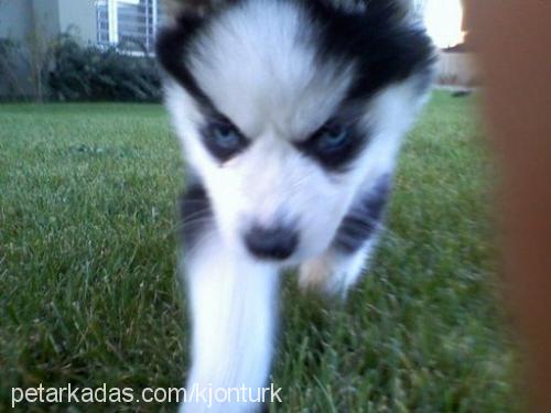 barb Erkek Sibirya Kurdu (Husky)