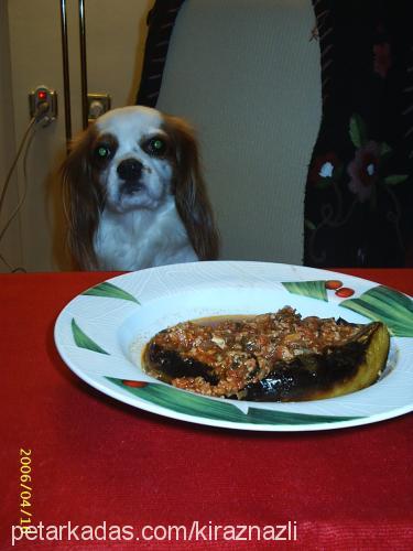 nazlı Dişi Cavalier King Charles Spanieli