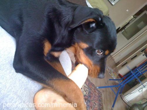 mia Dişi Rottweiler