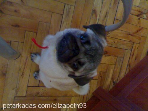 elizabeth Dişi Pug