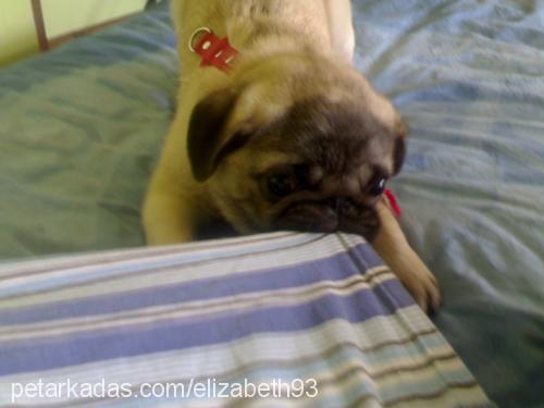 elizabeth Dişi Pug