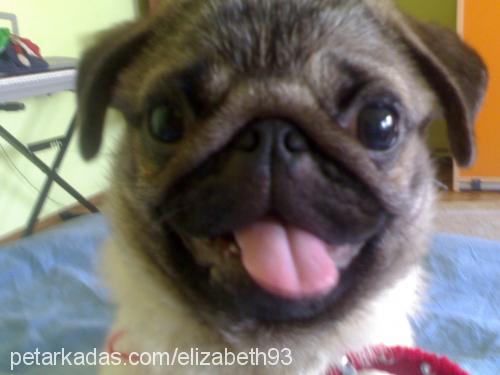 elizabeth Dişi Pug