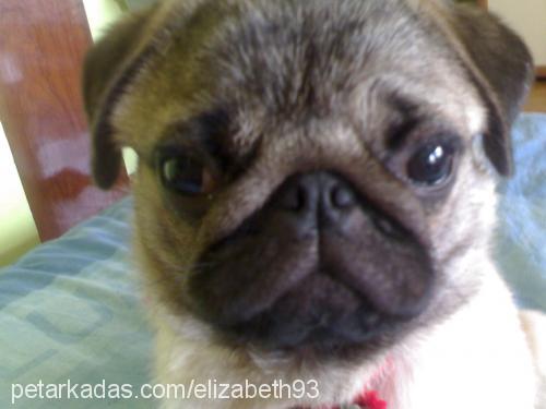 elizabeth Dişi Pug