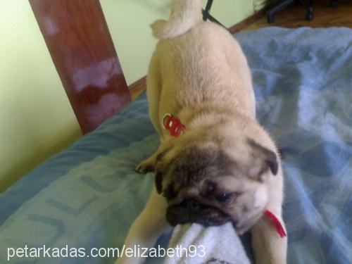 elizabeth Dişi Pug