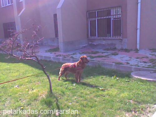 mabel Dişi Golden Retriever