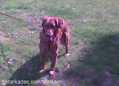 mabel Dişi Golden Retriever