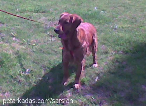 mabel Dişi Golden Retriever