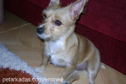 cesur Erkek Norwich Terrier