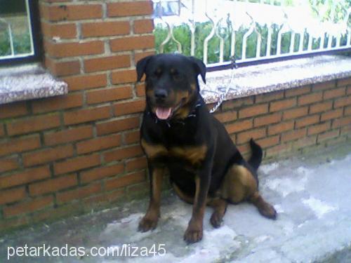 liza Dişi Rottweiler