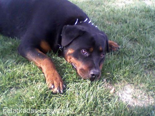 liza Dişi Rottweiler