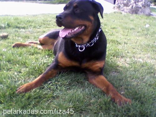 liza Dişi Rottweiler