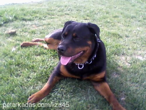 liza Dişi Rottweiler