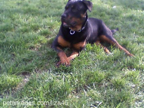 liza Dişi Rottweiler