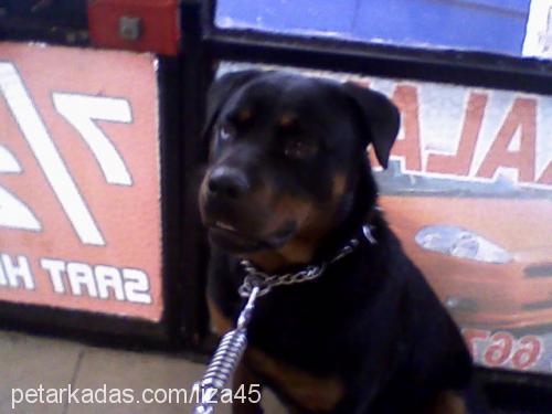 liza Dişi Rottweiler