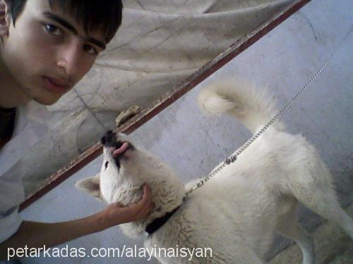 kutup Erkek Sibirya Kurdu (Husky)