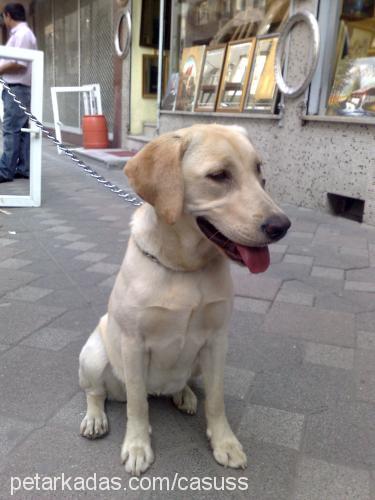 leydİ Dişi Labrador Retriever