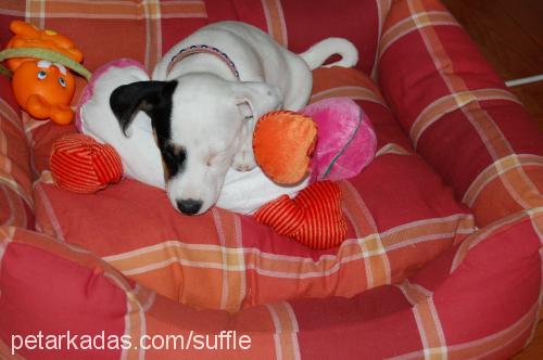 suffle Dişi Jack Russell Terrier