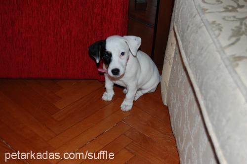 suffle Dişi Jack Russell Terrier