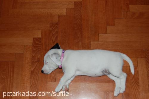 suffle Dişi Jack Russell Terrier