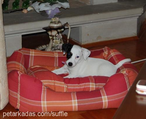 suffle Dişi Jack Russell Terrier